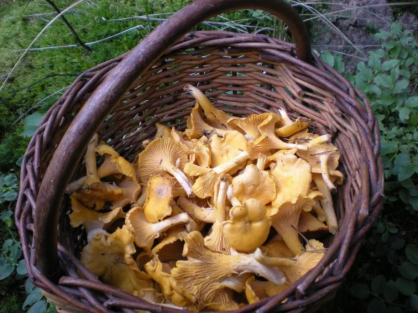 Basket of freshly picked chanterelle mushrooms